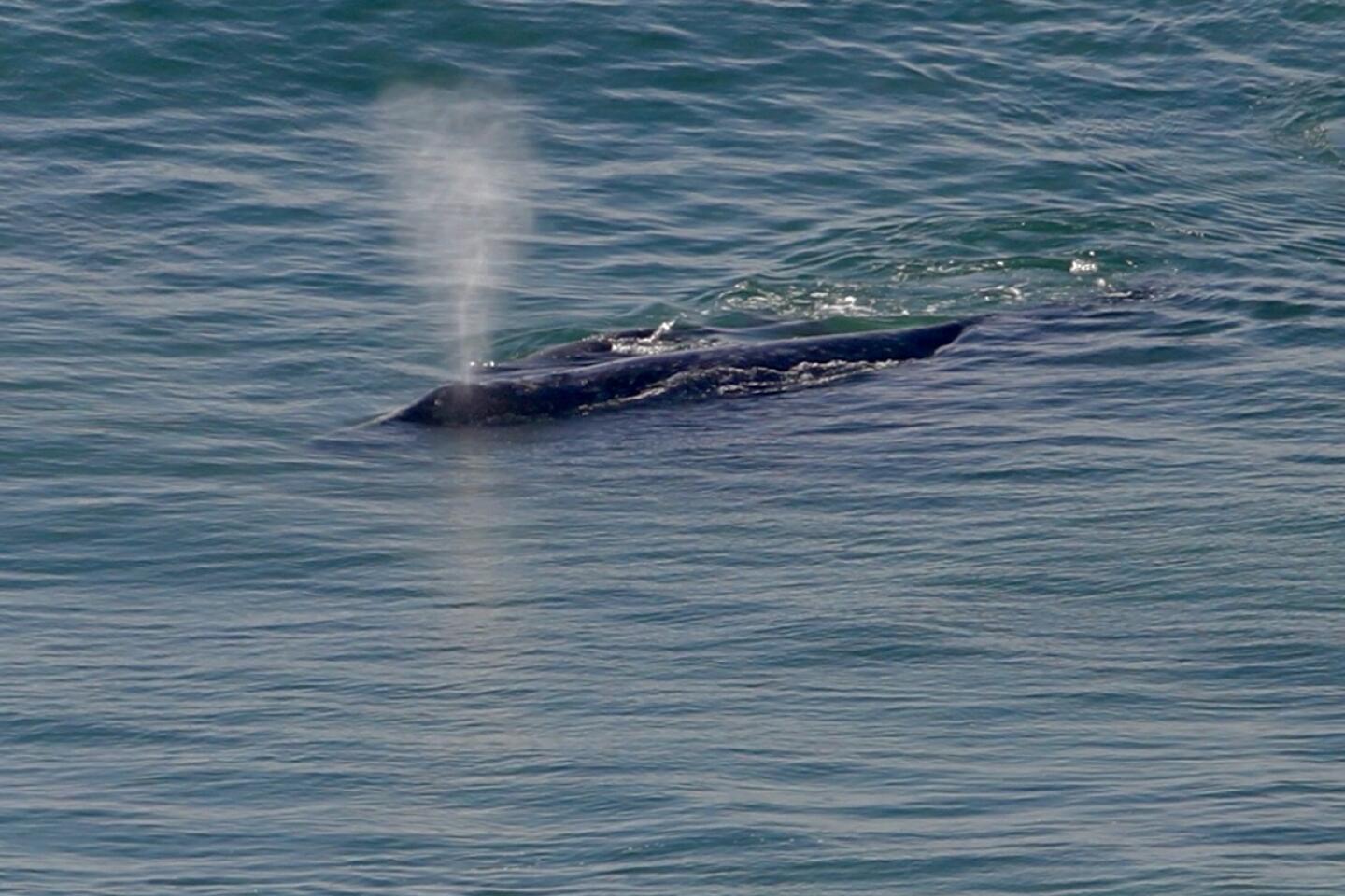Don Balch gray whale and calf Black's Beach.jpg