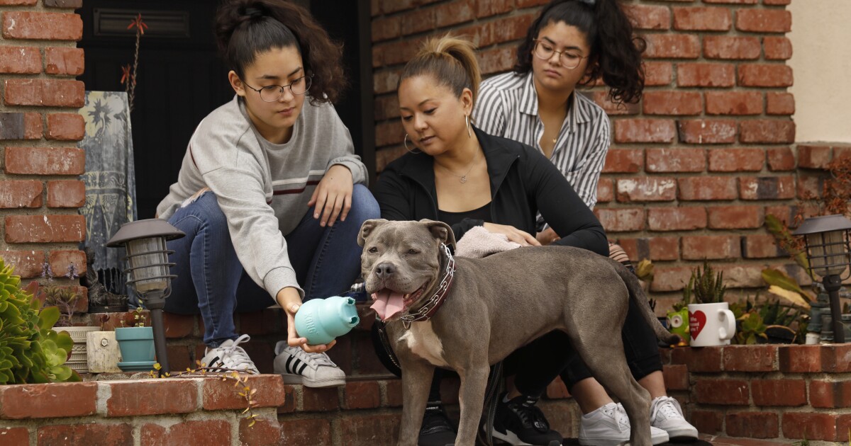 Coronavirus Spurs Increase In Pet Adoption And Fostering Los