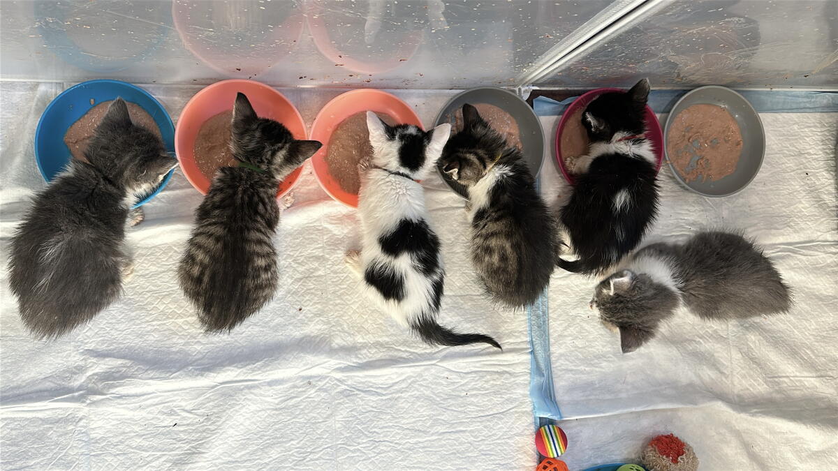 Kittens at WAGS chow down at feeding time.
