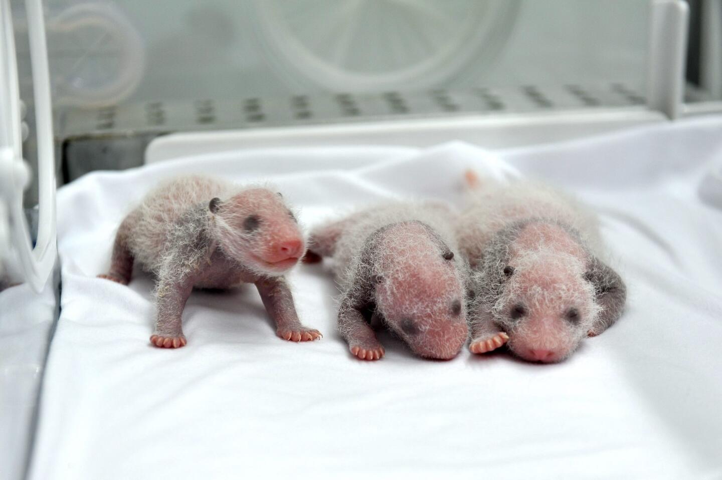 Panda triplets