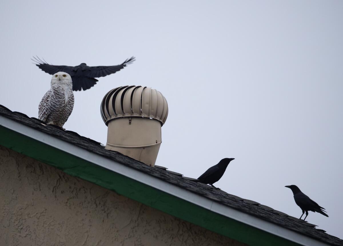 A white bird sits on a roof; nearby are black birds.