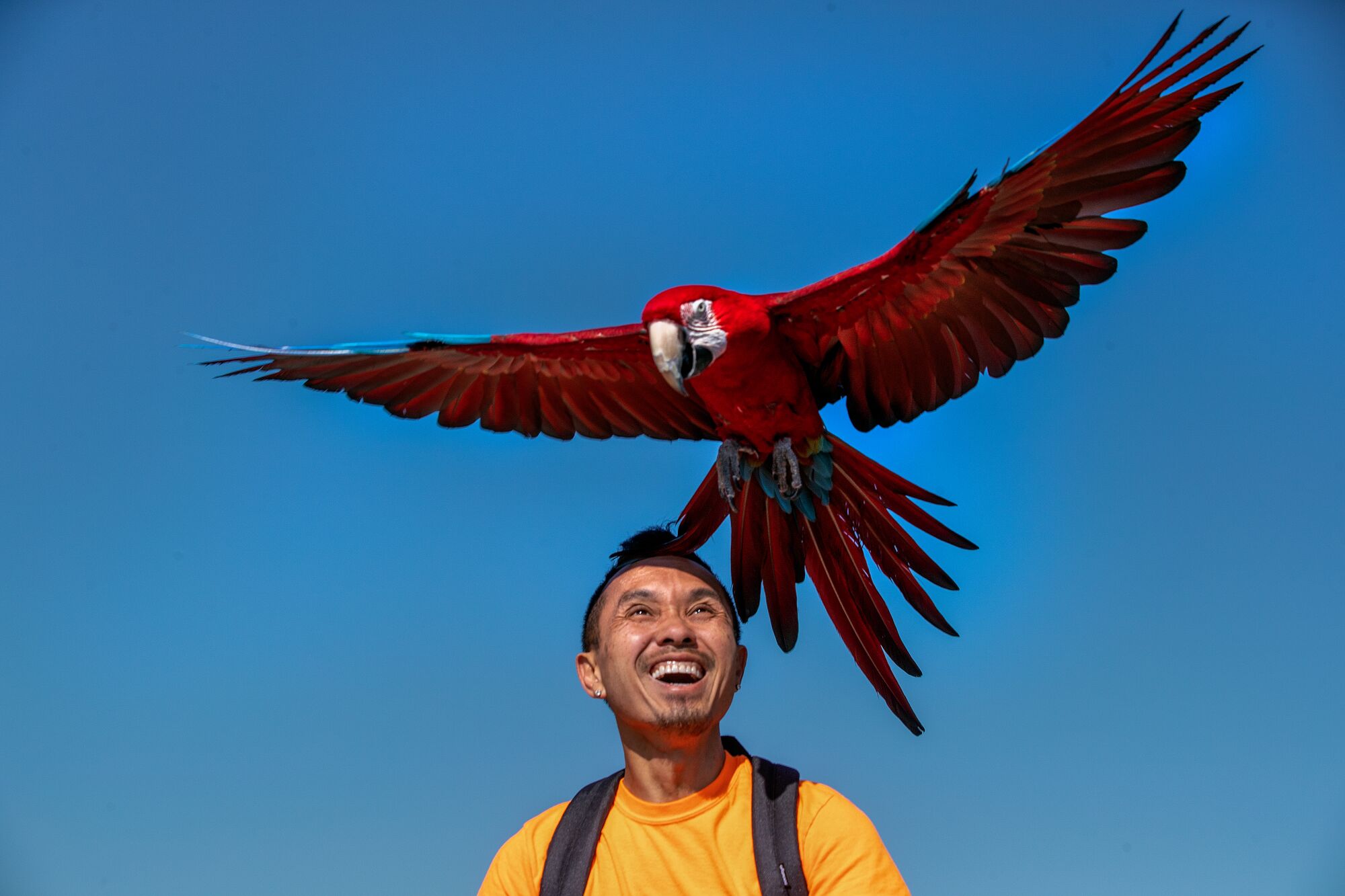 A man in a yellow shirt with a scarlet macaw flying above his head.