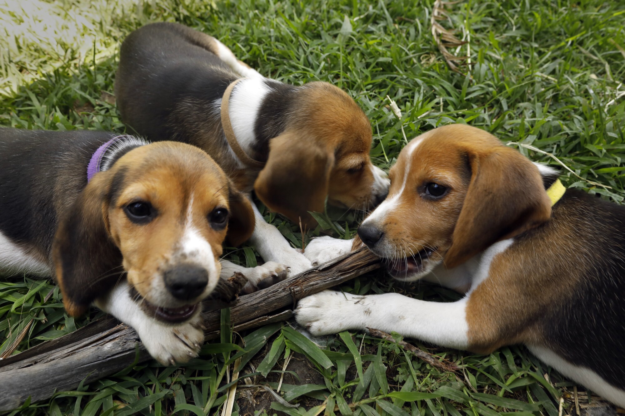 Three young beagles chew a stick on the lawn of the Beagle Freedom Project headquarters.