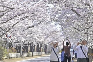 Visitantes toman fotografías de los cerezos en la localidad de Tomioka, en la prefectura de Fukushima, Japón, el sábado 1 de abril de 2023. (Kyodo News via AP)