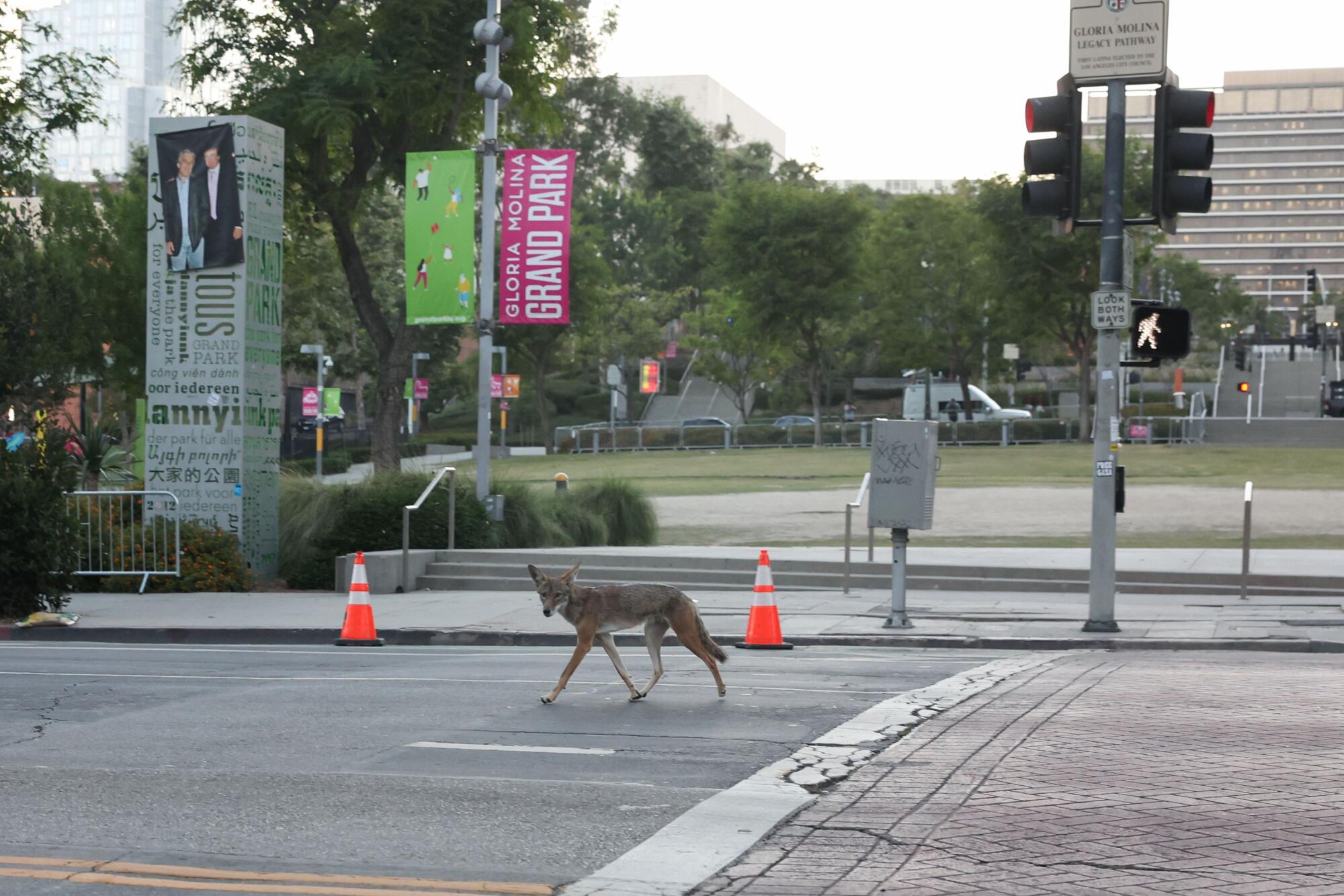 A coyote runs across the street near Los Angeles City Hall