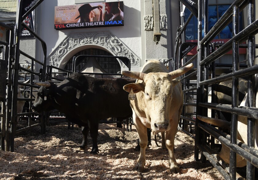 Live bulls appear at the premiere of "The Longest Ride" at the TCL Chinese Theatre.