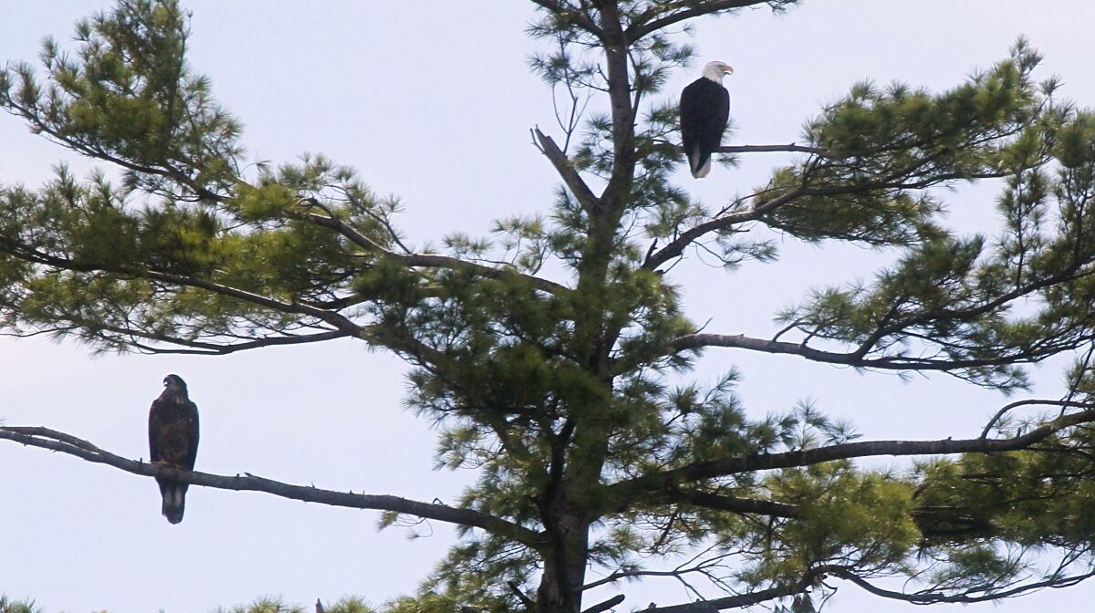 FILE - In this Aug. 19, 2012 file photo, a pair of nesting bald eagles perch in a tree near their nest on Lake Bomoseen in Castleton, Vt. The state of Vermont is proposing to remove the bald eagle from the state’s list of threatened and endangered species. It comes 13 years after Vermont lost the distinction of being the only state in the continental United States without any breeding pairs of bald eagles. (AP Photo/Toby Talbot, File )
