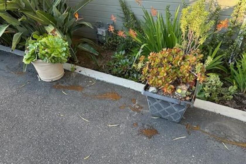 More sewage or feces is seen strewn throughout the front yard of Laguna Beach City Manager Shohreh Dupuis' home.