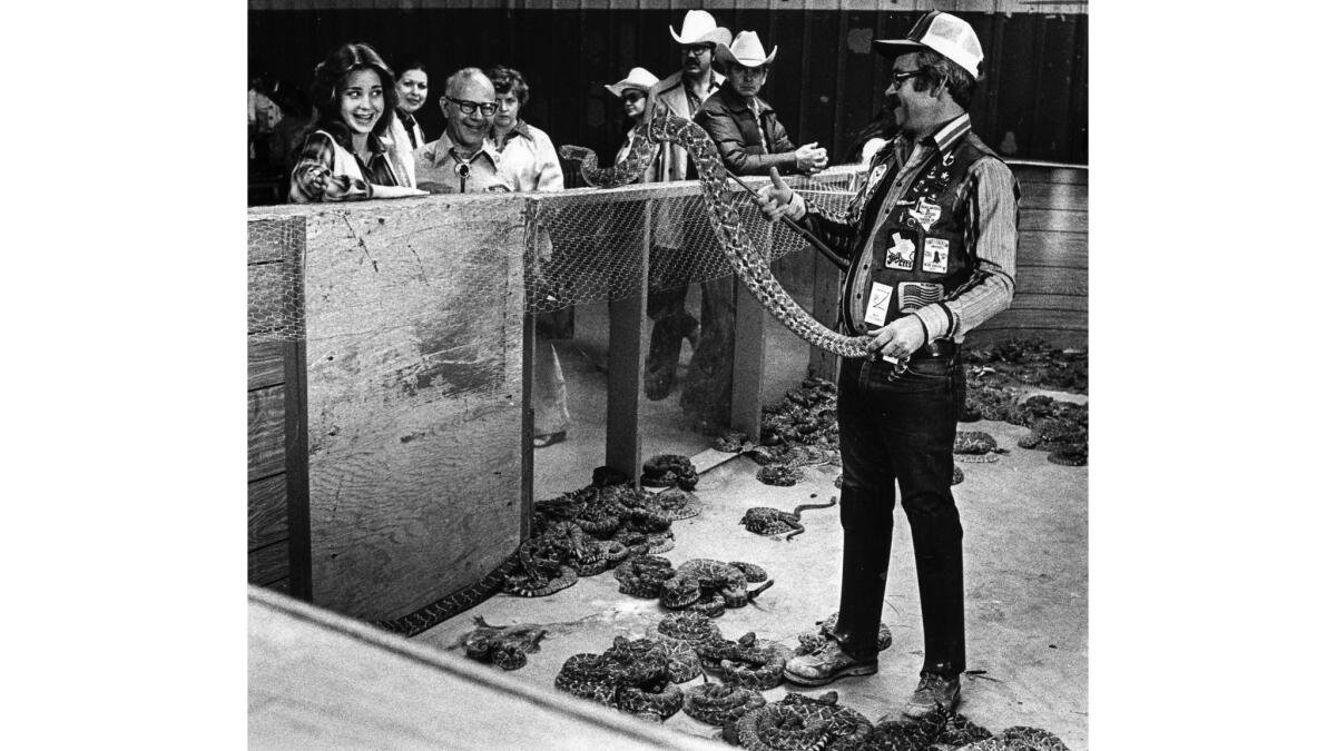 March 27, 1979: Mike Faulkner, organizer of the 17th annual Big Springs Jaycee Rattlesnake roundup in Texas, holds a diamondback rattler.