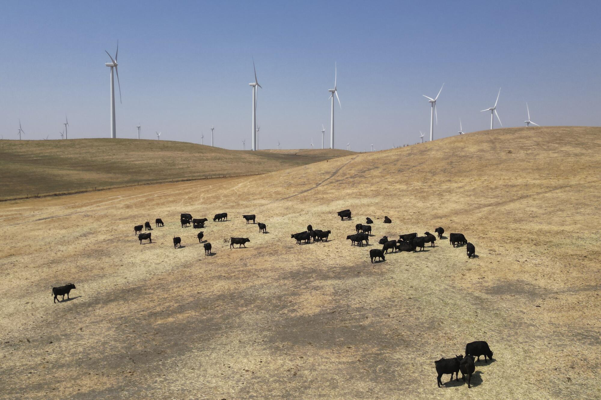 Cattle graze on a hillside near wind turbines.