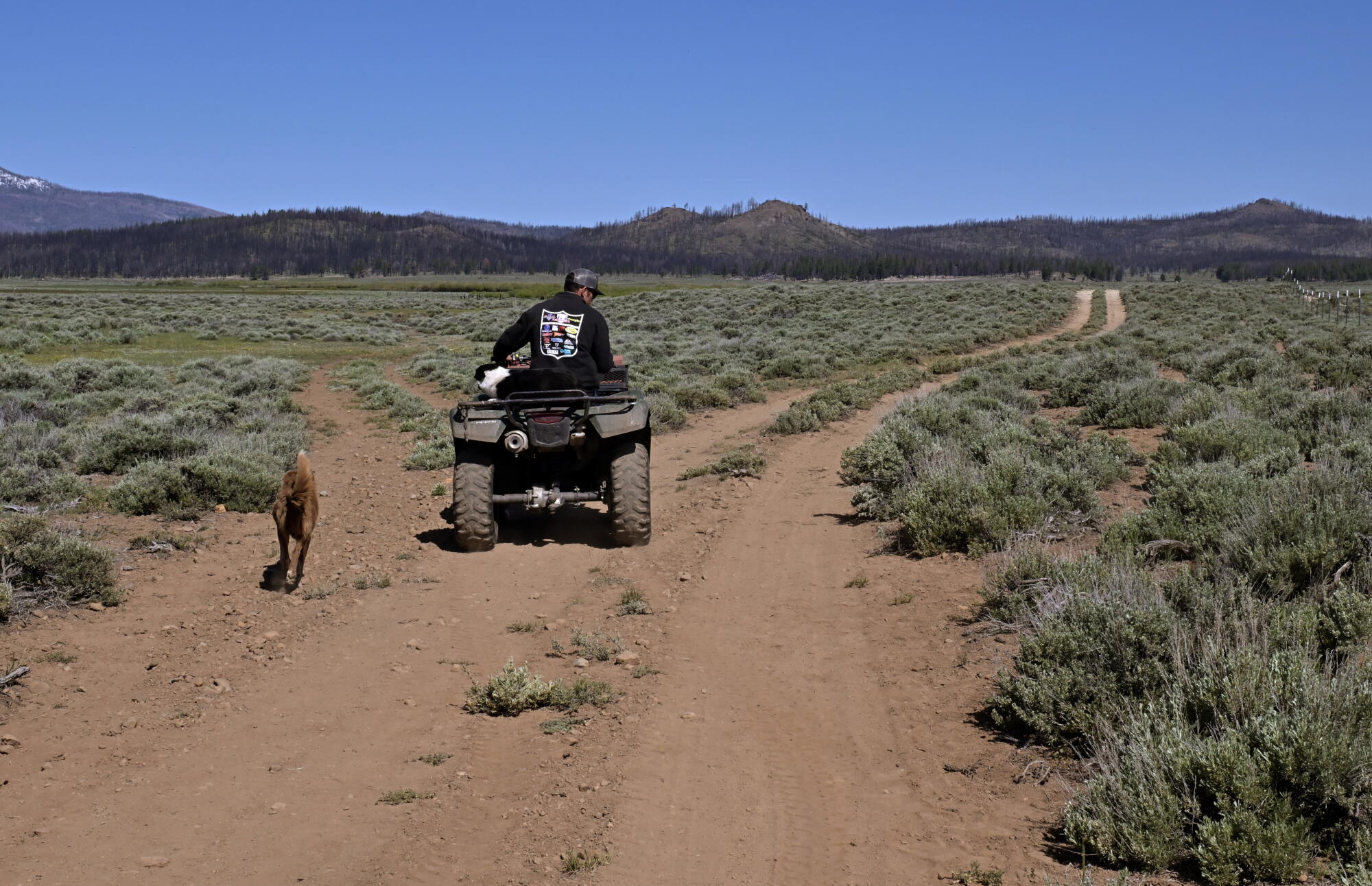 California Ranchers As wolves kill more cattle, ranchers say it's time to start shooting ...