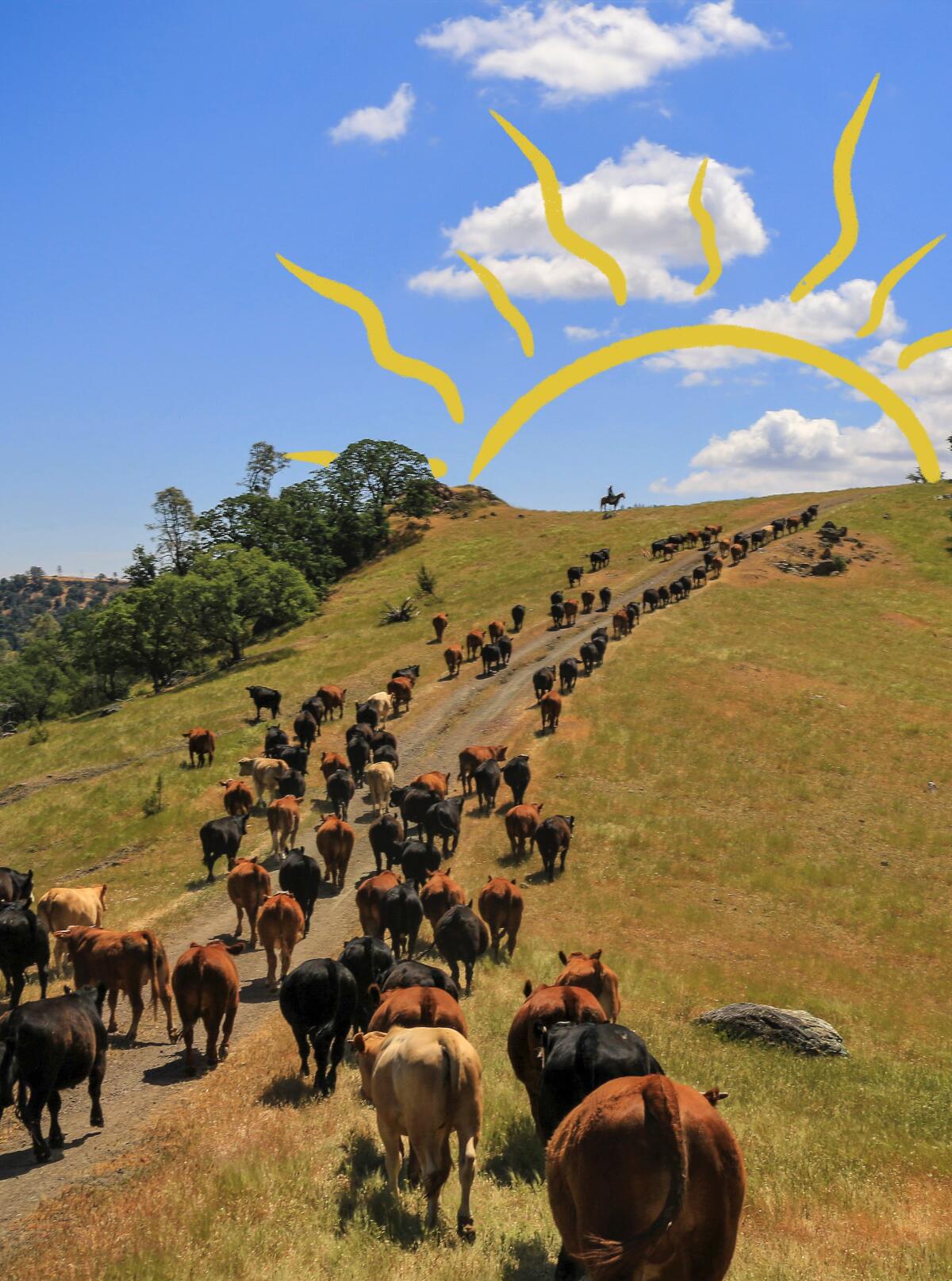 The view from the back of a horse, driving the cattle uphill to greener pastures for grazing at the V6 Ranch.