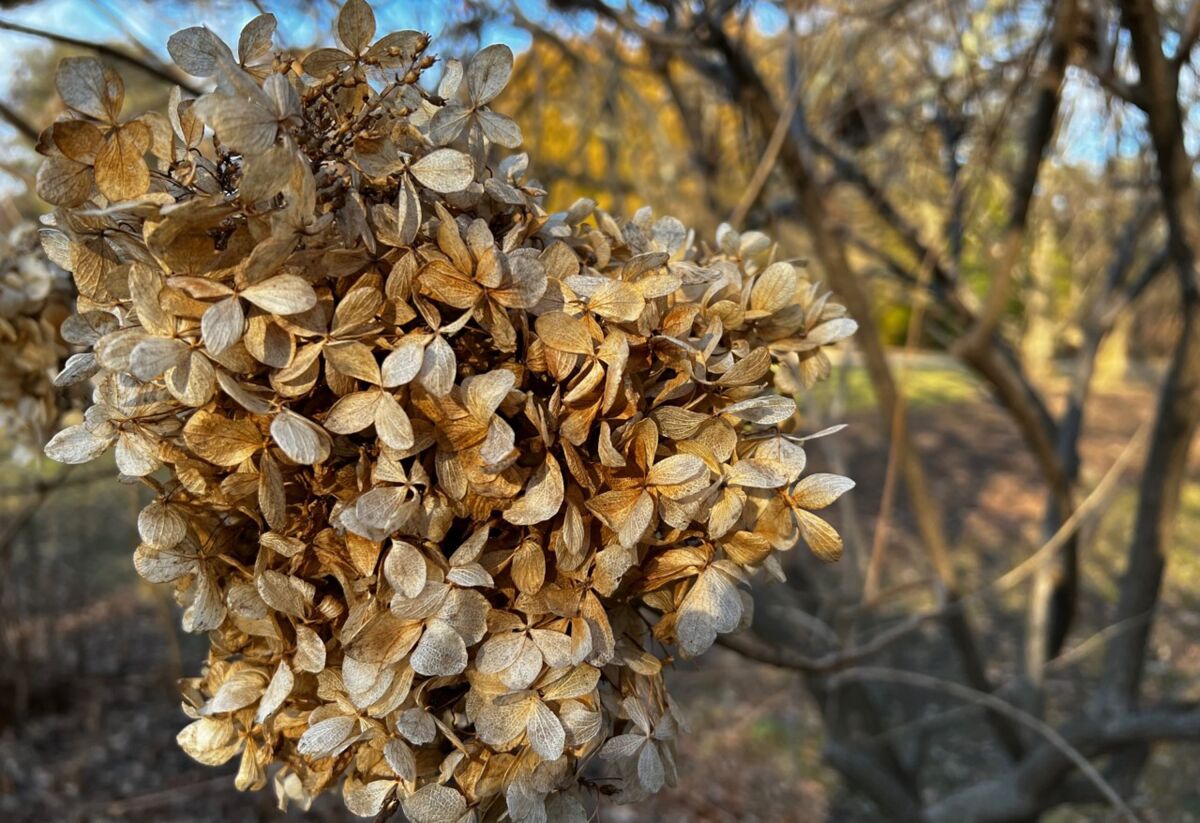 This image provided by Jessica Damiano shows dried hydrangea flowers in an Oyster Bay, NY, winter landscape on Feb. 21, 2022. (Jessica Damiano via AP)