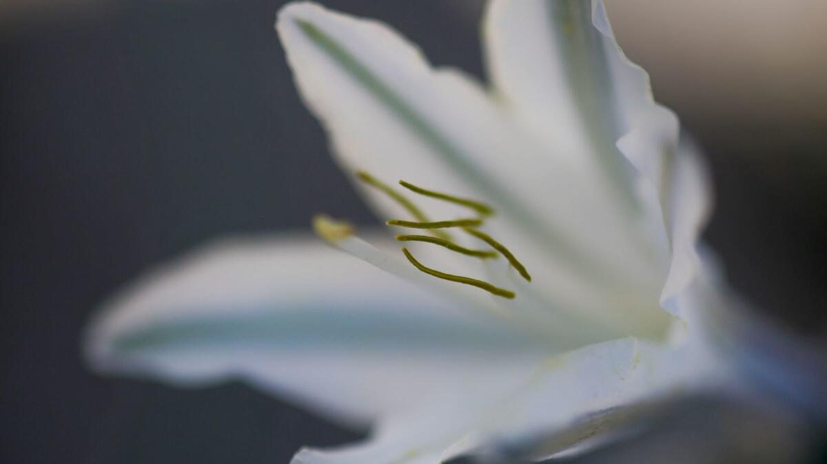 A desert lily (Hesperocallis undulata) from last year's bloom in the Anza-Borrego Desert.