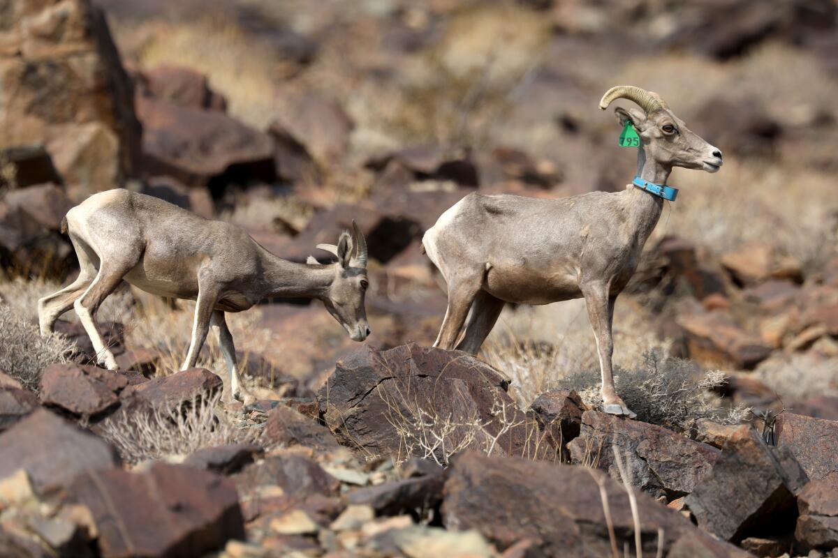 Desert bighorn sheep walk over rocky ground