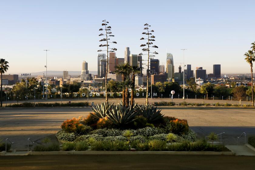 LOS ANGELES-CA-FEBUARY 11, 2022: Chaz Perea, director of landscaping at Dodger Stadium, is on a mission to transform the stadium ground into a botanic garden, on Friday, February 11, 2022. (Christina House / Los Angeles Times)
