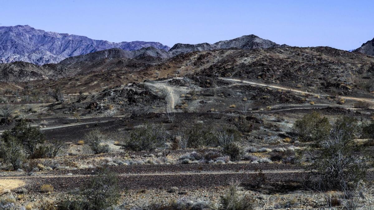 Tracks from off-road vehicles scar a hillside at Chuckwalla Bench.