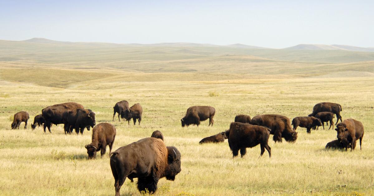 South Dakota Buffalo roundup planned at Custer State Park Los