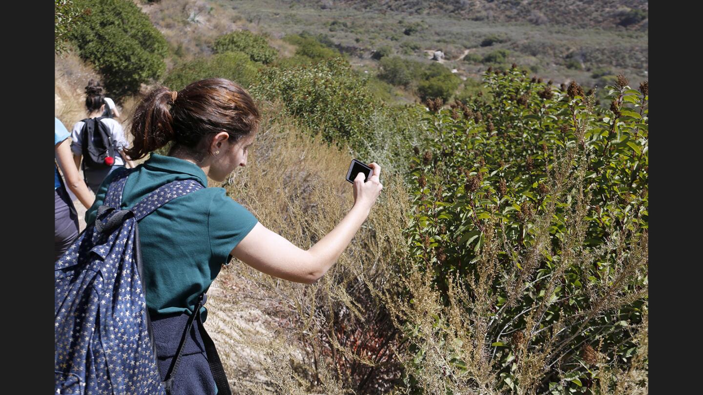 Clark Magnet High School 9th-grader Anush Apinuyan documents the seeds on a bush during Bio Blitz event at Deukmejian Wilderness Park in Glendale on Wednesday, Oct. 11, 2017. The event, organized by Clark Magnet's EcoNarcs 4.0, was intended to document biodiversity at the park in one day.