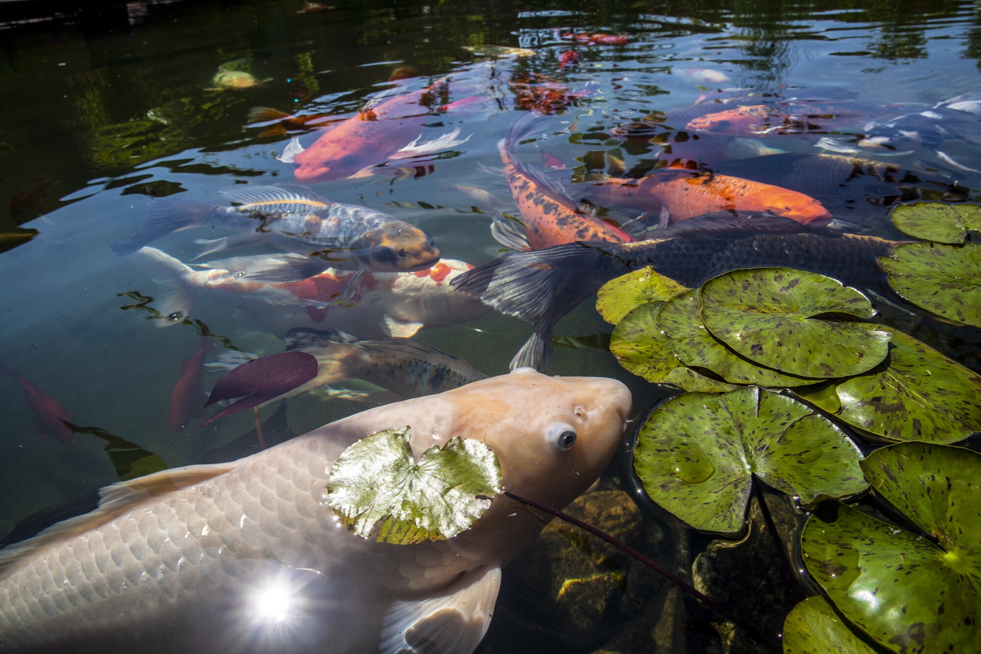 Koi fish in a pond swimming below lily pads