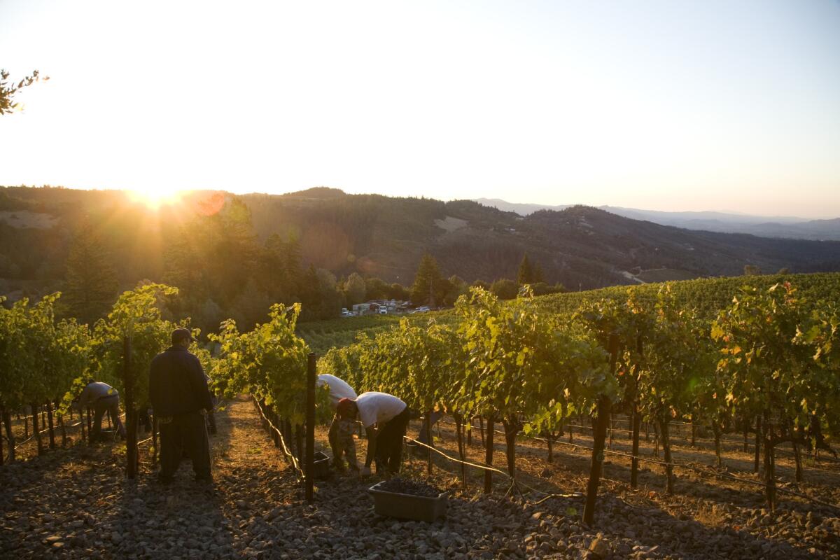 Dawn greets an early-morning picking crew in the Napa Valley.