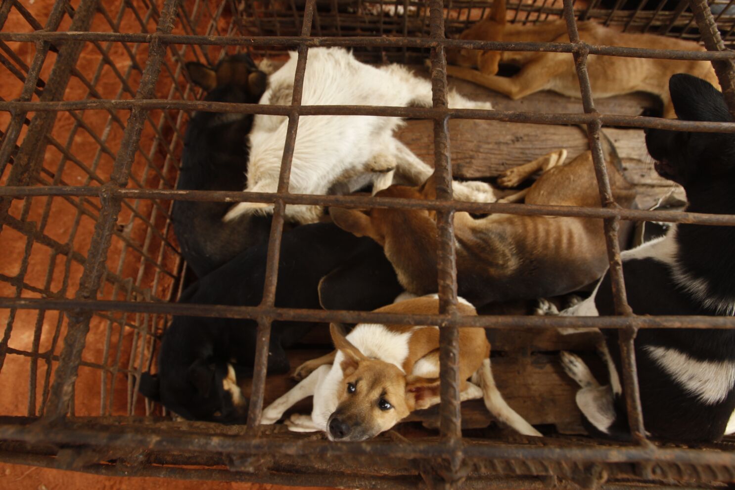 what is the dog meat trade