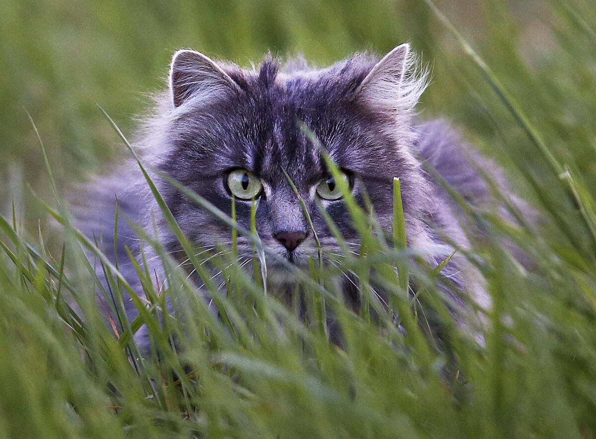 La foto muestra un enorme gato acechando en un campo en Fráncfort, Alemania, 19 de abril de 2017.