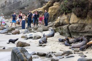 La Jolla, CA - October 08: Visitors view Sea Lions resting on the rocks and beach at La Jolla Cove in La Jolla Tuesday, Oct. 8, 2024. (Allen J. Schaben / Los Angeles Times)