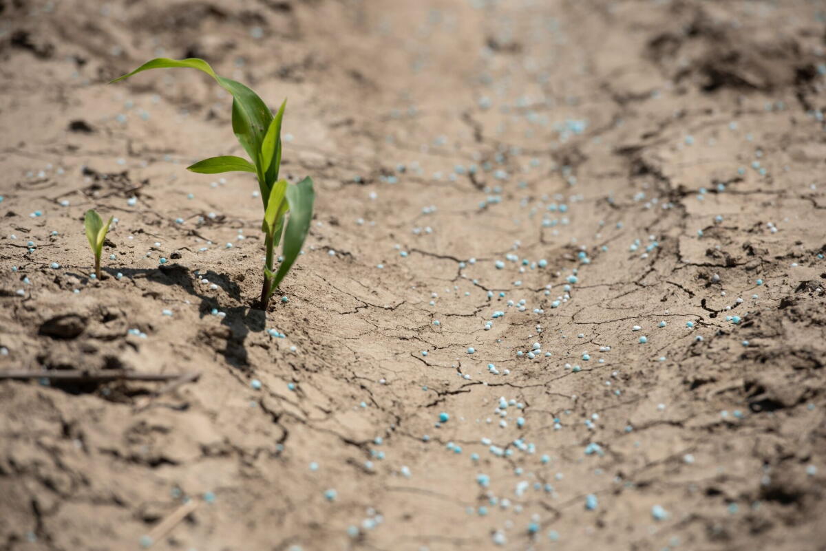 A mixture of urea and ammonium sulfate fertilizer on a corn field.