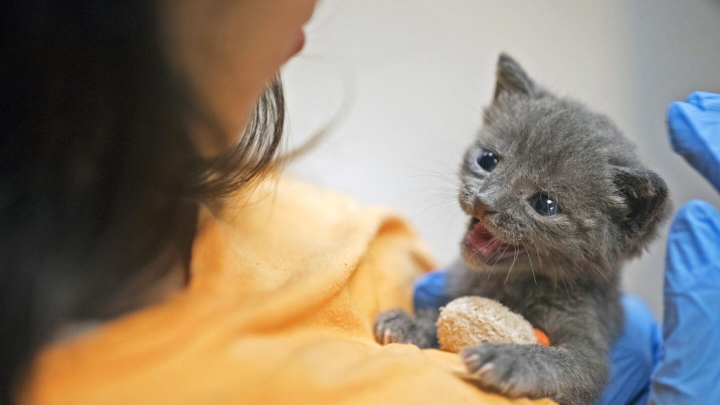 Inside a no-kill kitten nursery