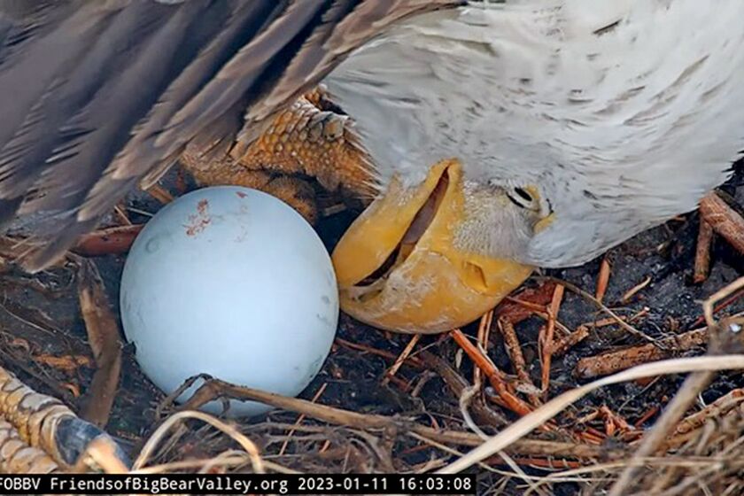 The first egg of 2023 arrived on Jan. 11 for Big Bear's beloved Bald Eagle Jackie and Shadow (not pictured), a mated pair of birds that fly, nest, and live close to Big Bear Lake.