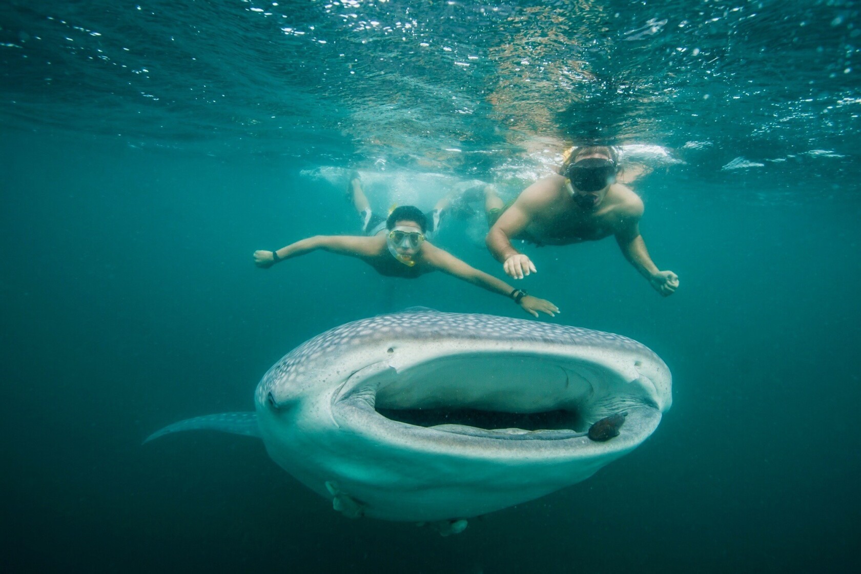 Swimming With Giant Sharks Is Not As Scary As It Sounds Los