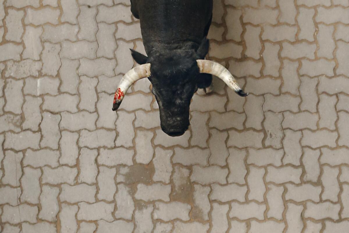 Un toro de lidia de la ganadería José Escolar Gil corre con un cuerno manchado de sangre durante el quinto encierro de San Fermín. en Pamplona, España, el 11 de julio de 2015. (Foto AP/Daniel Ochoa de Olza)