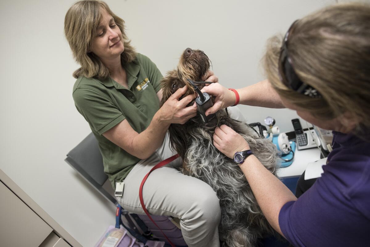  Sasha Hickman-Beoshanz and Dyne Handing prepare to draw blood from Merlyn at the UC Davis Veterinary Hospital.