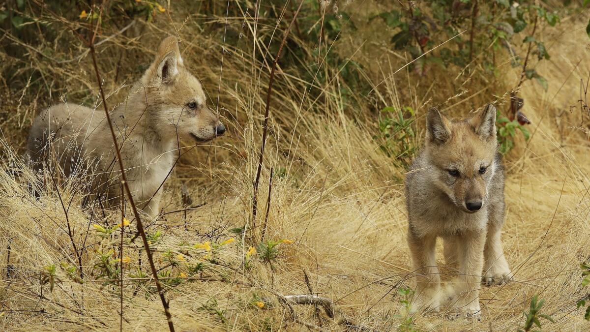 Gray wolf pups, born on May 13, begin exploring their two-acre habitat at the Oakland Zoo on Monday. Their parents were brought to the zoo last year.