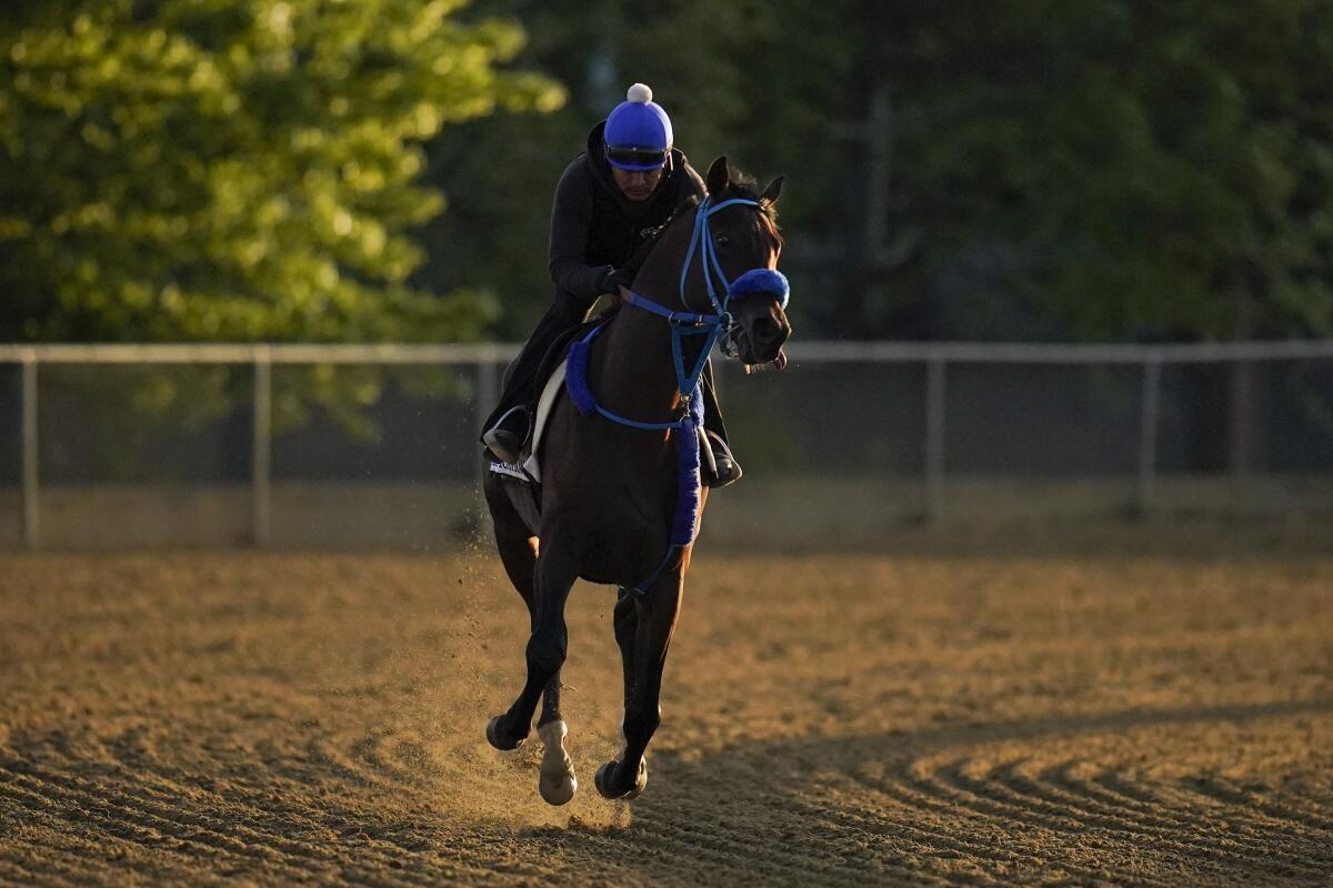 Preakness entrant Simplification takes part in a training exercise.