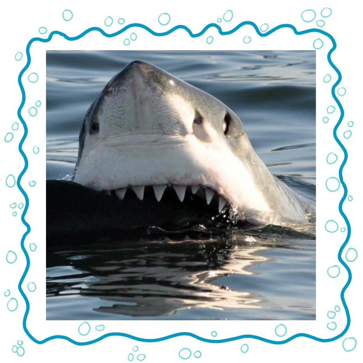 A great white shark with big teeth.