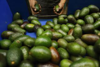 A worker selects avocados at a packing plant in Uruapan, Mexico, Wednesday, Feb. 16, 2022. Mexico has acknowledged that the U.S. government has suspended all imports of Mexican avocados after a U.S. plant safety inspector in Mexico received a threat. (AP Photo/Armando Solis)