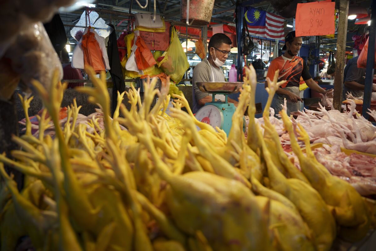 A seller prepares freshly butchered chickens at the Kampung Baru wet market in Kuala Lumpur, Malaysia, Tuesday, May 31, 2022. Malaysia will stop exporting chicken from Wednesday, June 1, in a protectionist move to bolster domestic food supply, sparking distress in neighboring Singapore where chicken rice is a national dish. (AP Photo/Vincent Thian)