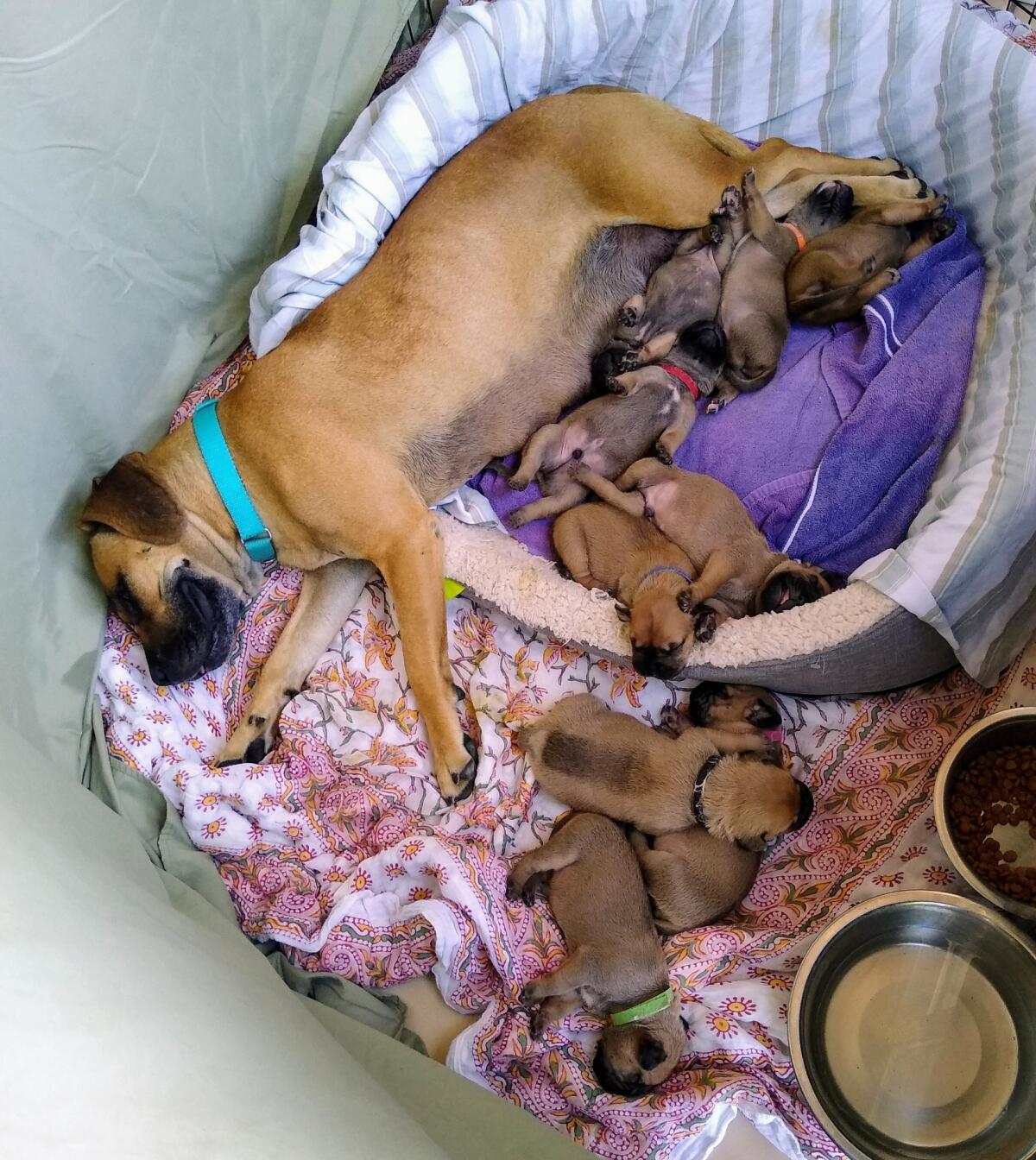 The San Diego Humane Society is looking for names for the nine puppies rescued last month along with their mom.