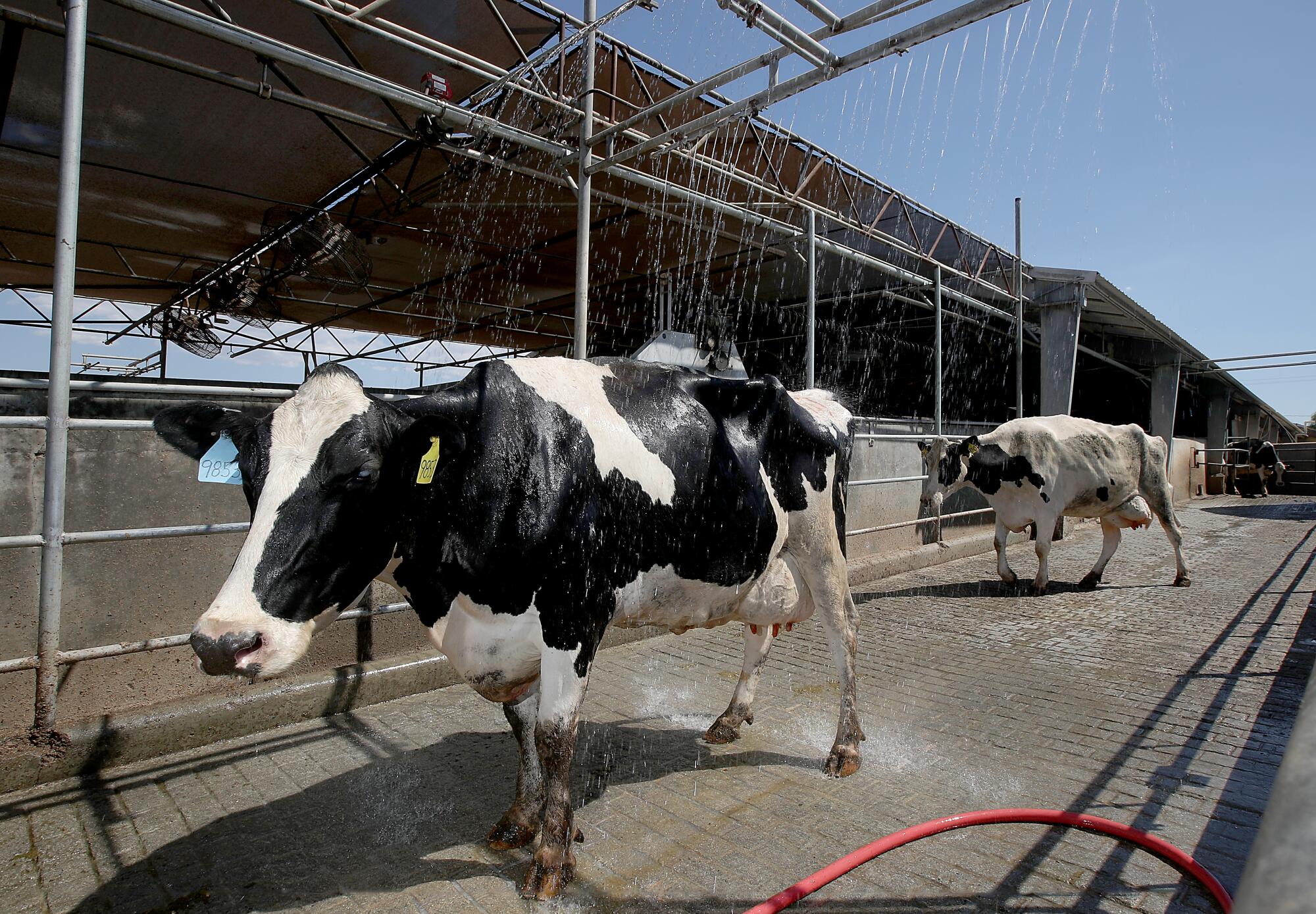 This Dairy Farmer Has All the Right 'Mooves' for the Summer