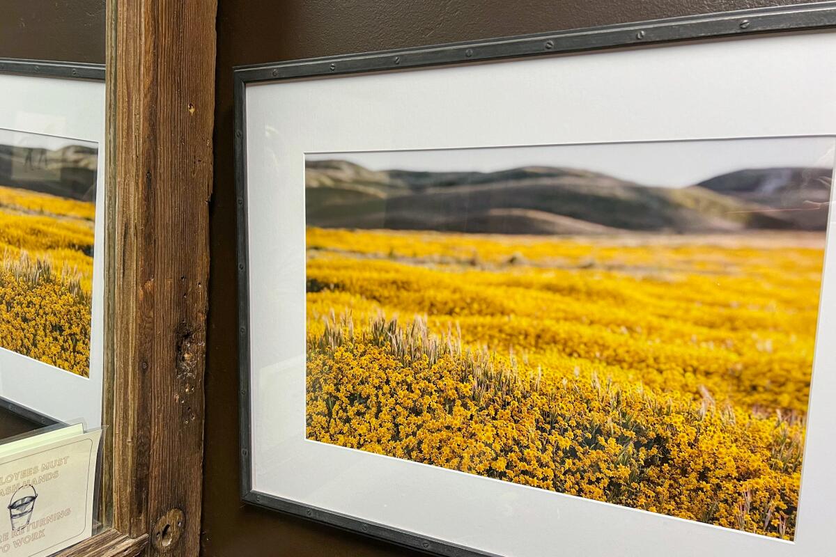 A photo of goldfields carpeting the valley hanging in the bathroom of the Cuyama Buckhorn restaurant.