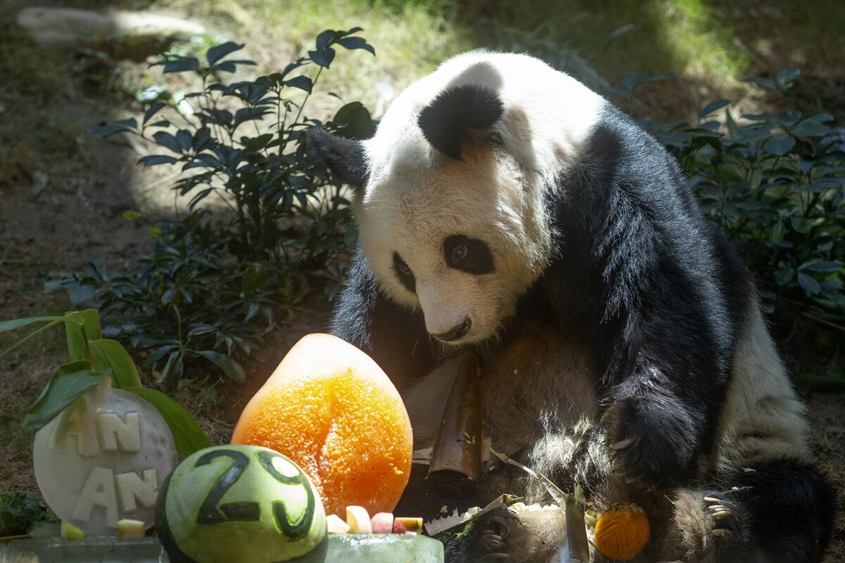 Chinese Giant panda An An celebrates his 29th birthday at the Ocean Park in Hong Kong on July 28, 2015. The world's oldest-ever male giant panda in captivity on Thursday, July 21, 2022 passed away after being euthanized in Hong Kong, following a deterioration in his health in recent weeks. (AP Photo/Kin Cheung)