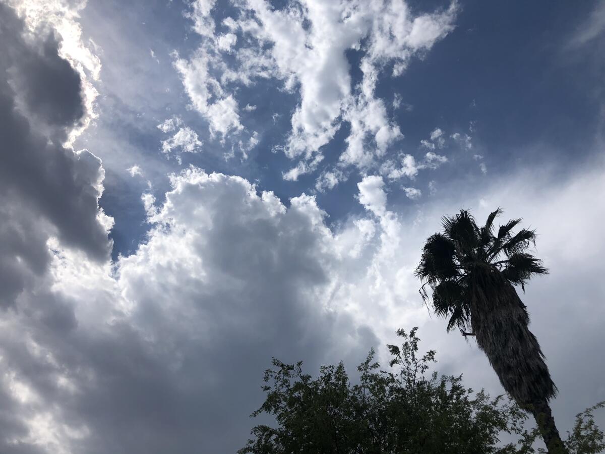 Clouds cover the sun above a palm tree.