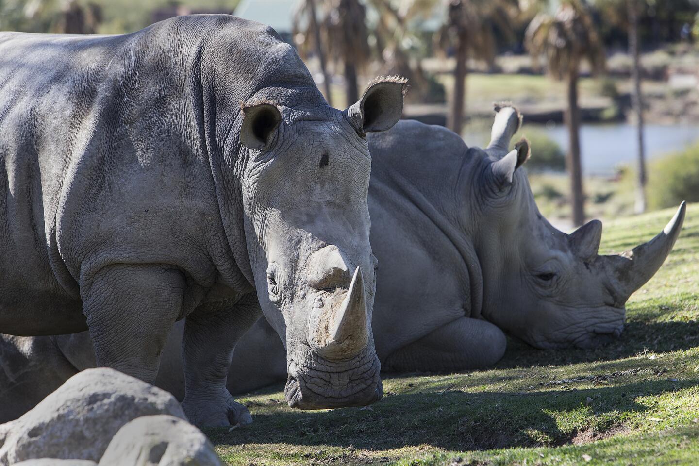 Southern white rhinos