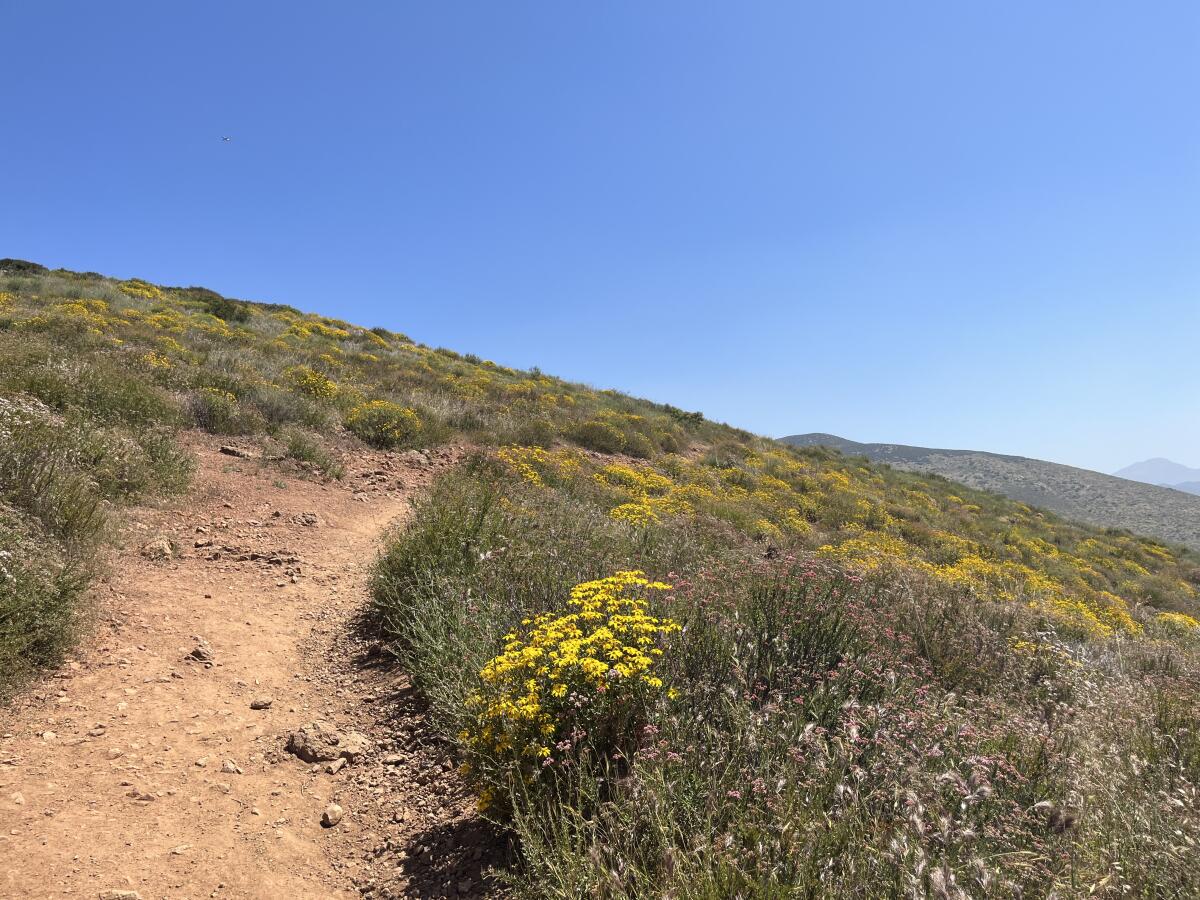 The trail to Mother Miguel Mountain peak is lined with blooming flowers.