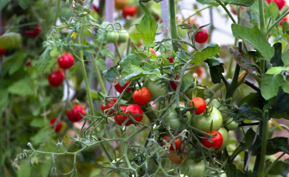 Most tomato plants don’t need pruning, but if the growth of an indeterminate tomato plant becomes hard to manage, pruning it will get it under control — and might increase the size of fruit.