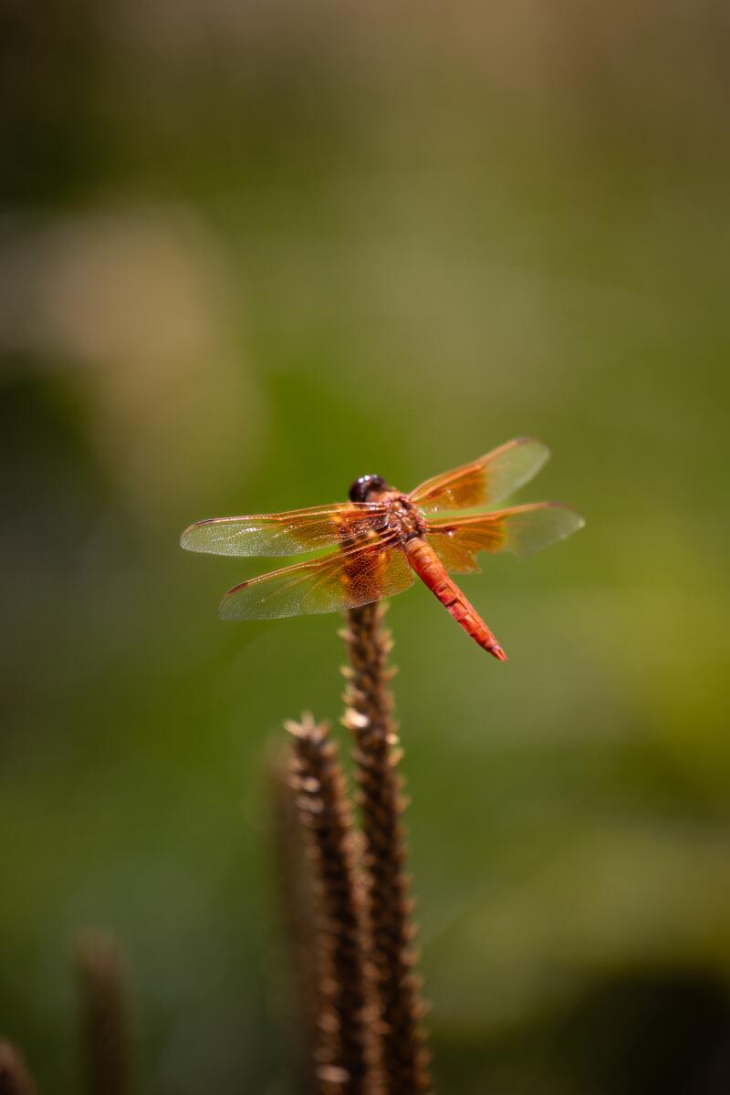 A dragonfly lands on a plant 