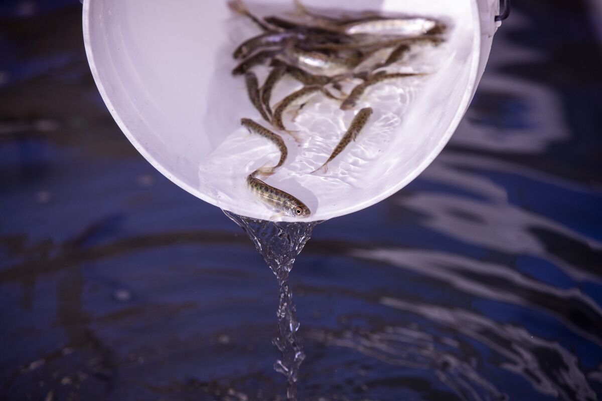 A biologist inspects baby winter-run Chinook salmon at Livingston