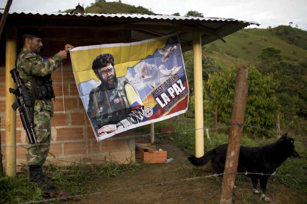 ARCHIVO - En esta fotografía de archivo del 3 de enero de 2016 Orlando, un combatiente de las Fuerzas Armadas Revolucionarias de Colombia (FARC), cuelga una pancarta con el rostro del fallecido líder rebelde Alfonso Can en su campamento escondido en el estado de Antioquia, en el noroeste de los Andes colombianos. (AP Foto/Rodrigo Abd, archivo)